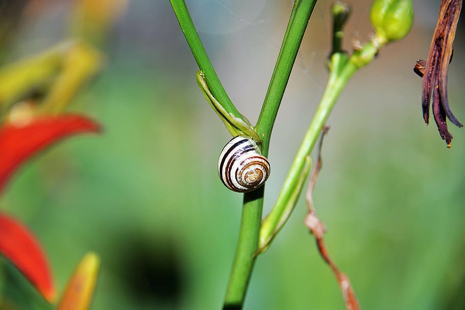 black and white snail, shell, halm, close, animals, one animal HD wallpaper