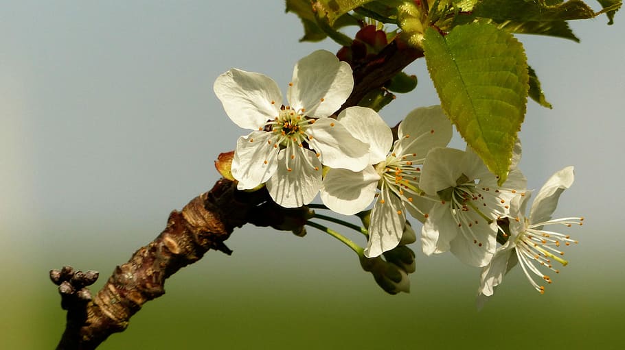 cherry, blossom, bloom, cherry blossom, branch, fruit tree HD wallpaper