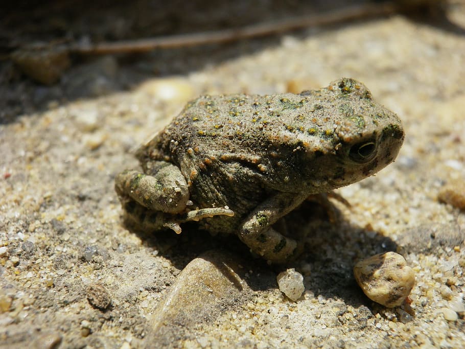 žaba, sand, nesvady, animal themes, animals in the wild, one animal HD wallpaper