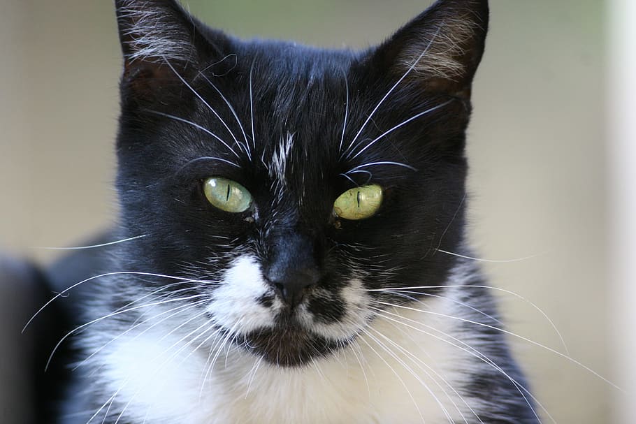 cat, pet, animal, portrait, cute, looking, domestic cat, domestic animals HD wallpaper