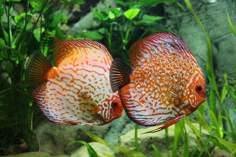 two orange-and-beige discus fish, aquarium, ornamental fish, perch