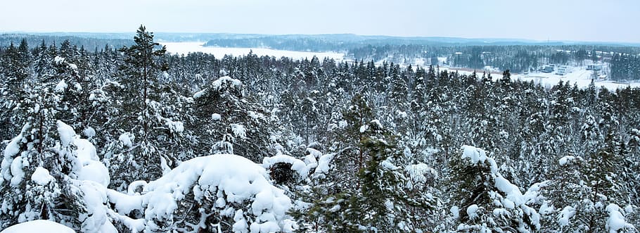 Panorama, Winter, Forest, Snow, Cold, frozen, ice, landscape HD wallpaper