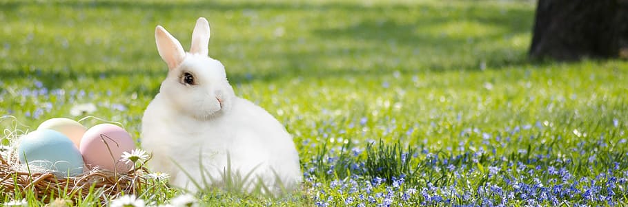 white rabbit on green grass lawn, easter bunny, easter nest, egg
