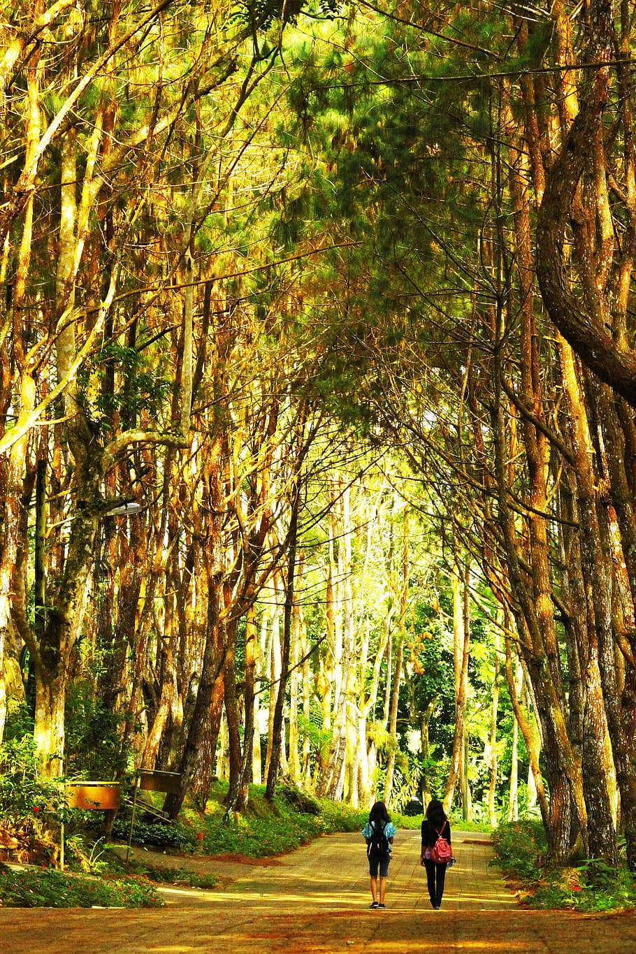 nature, trees, park, walk, girls walking, summer, spring, sunny day HD wallpaper