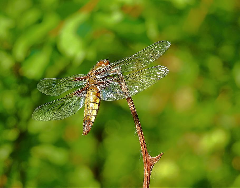 ważka, insect, animal wildlife, animal themes, one animal HD wallpaper