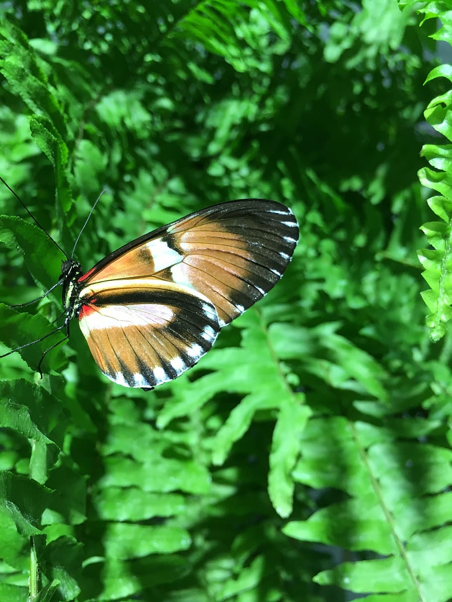 butterfly, nature, wing, insect, butterfly - Insect, animal HD wallpaper