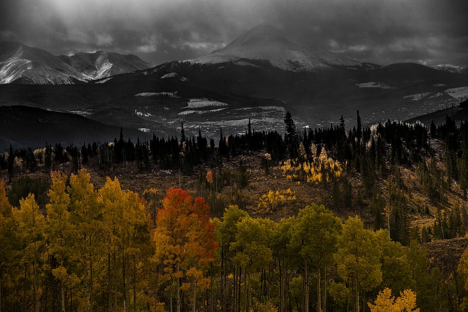 aerial view of forest, trees near mountain under gray clouds HD wallpaper