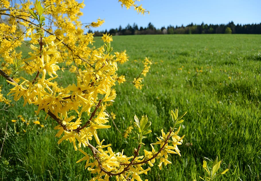 forsythia, bloom, yellow, spring, gold lilac, landscape, nature HD wallpaper