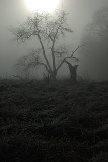 gray scale photography of a bare tree, spooky, nightmare, dream HD wallpaper