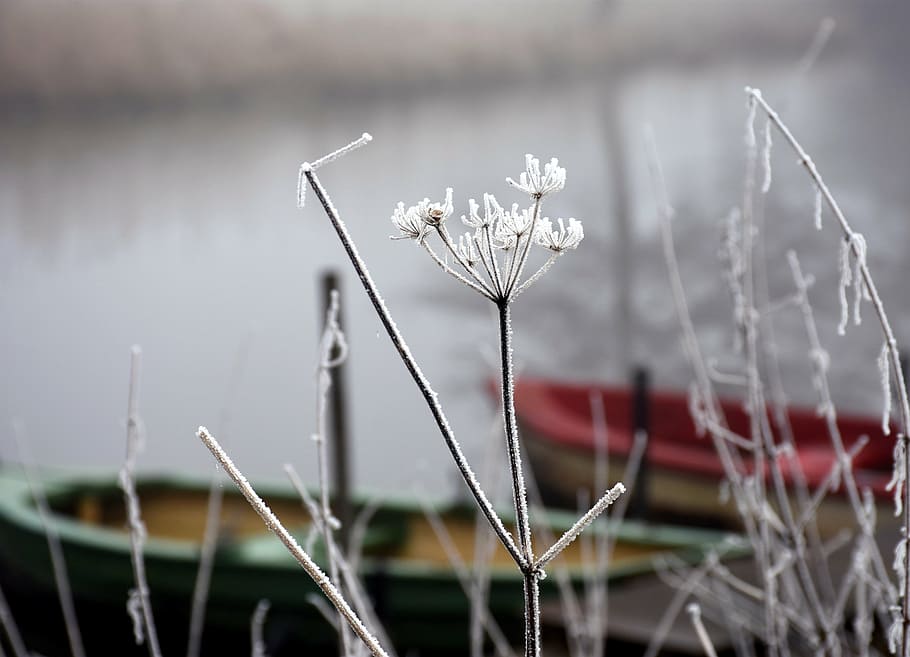 frost, winter, dreams, wintry, hoarfrost, plant, flower, focus on foreground HD wallpaper
