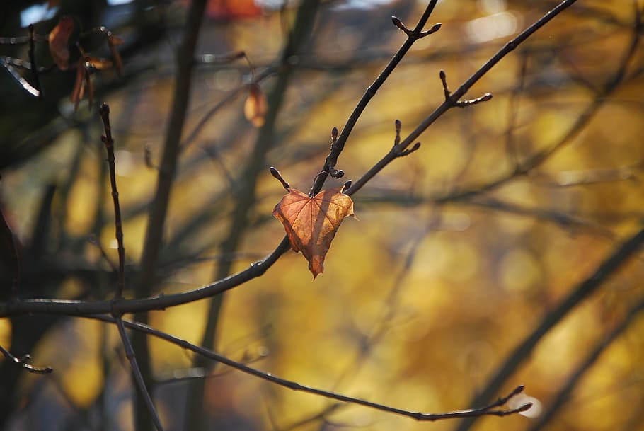 autumn, leaf, fall color, tree, branch, focus on foreground HD wallpaper