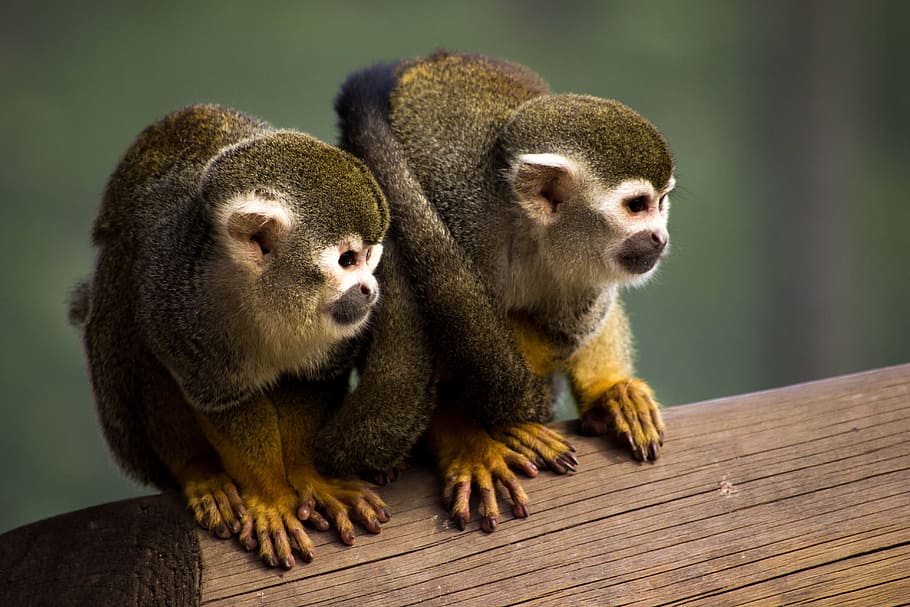 two brown monkey perched on wood, squirrel monkey, animal, zoo HD wallpaper