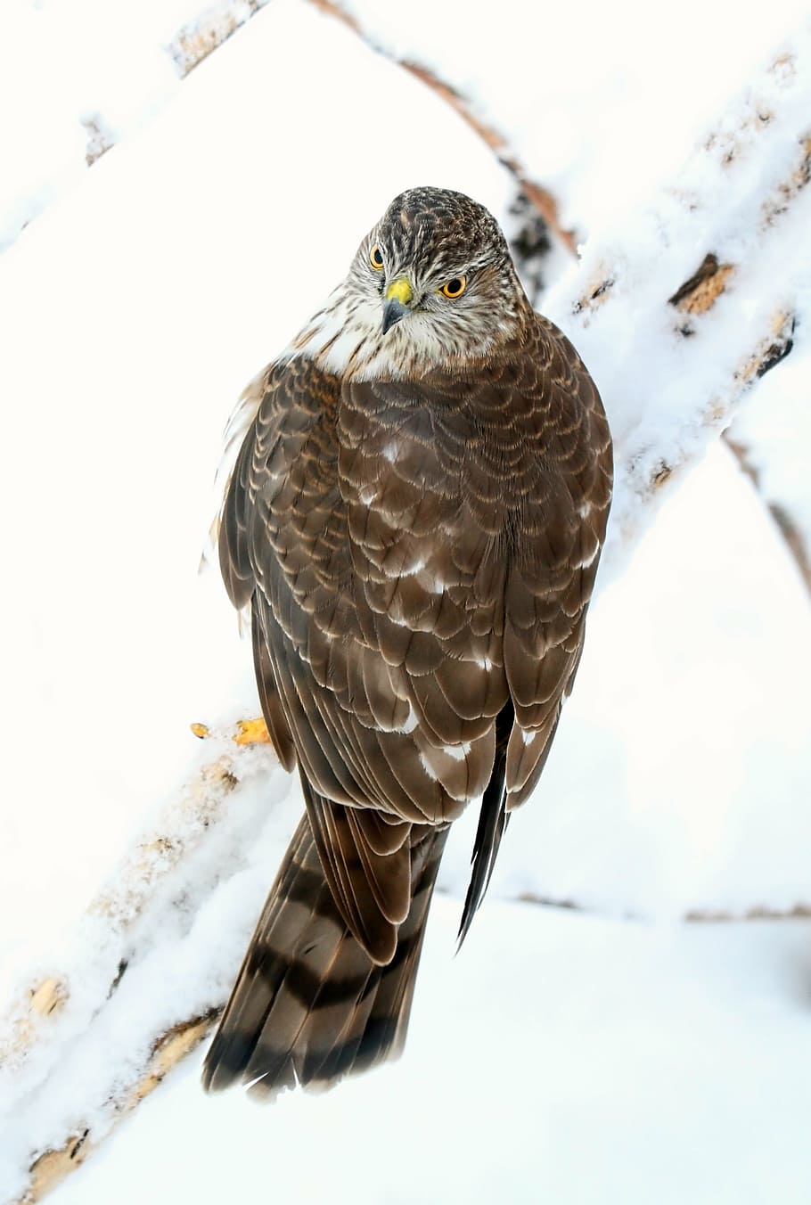 bird, hawk, sharp shinned hawk, predator, nature, one animal HD wallpaper