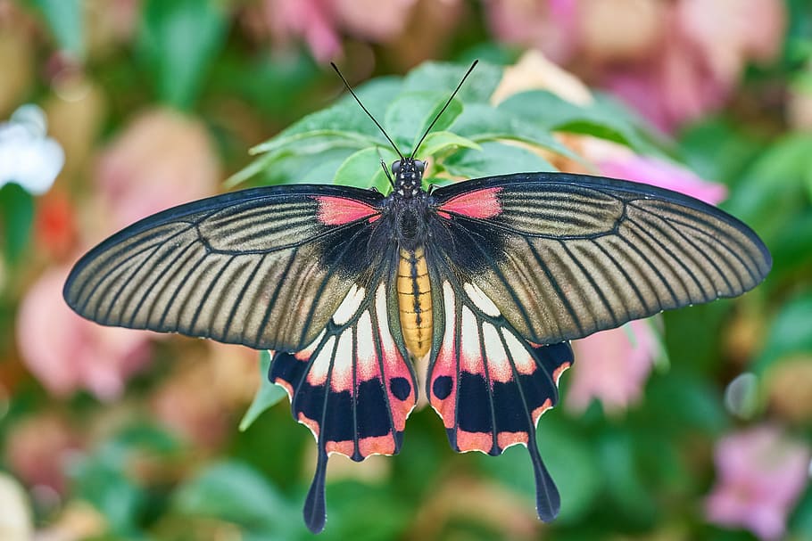 common rose butterfly perching on green leaf in close-up photography, HD wallpaper