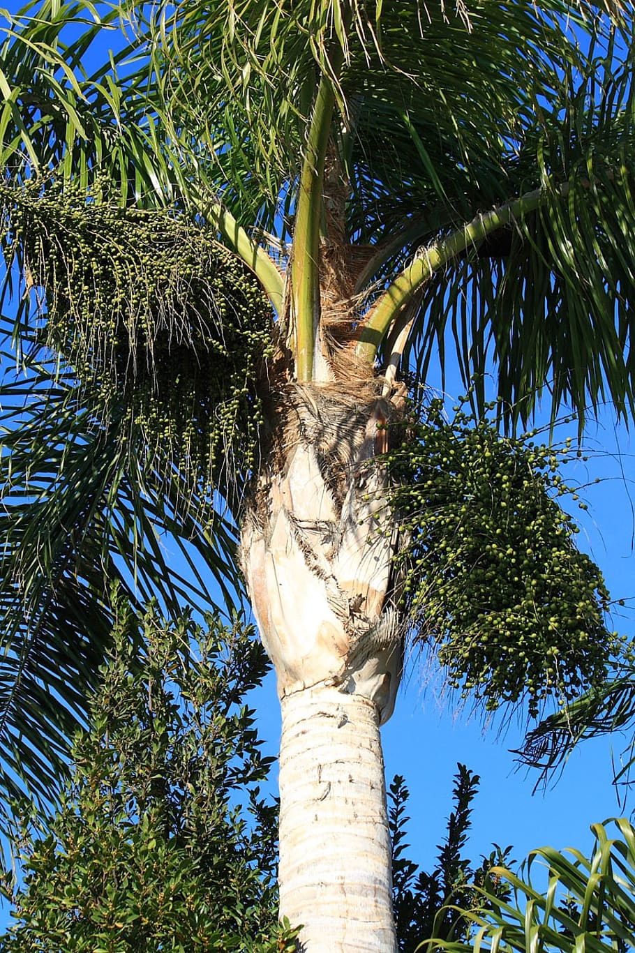 king, palm, tree, dates, fruit, nature, plant, low angle view HD wallpaper