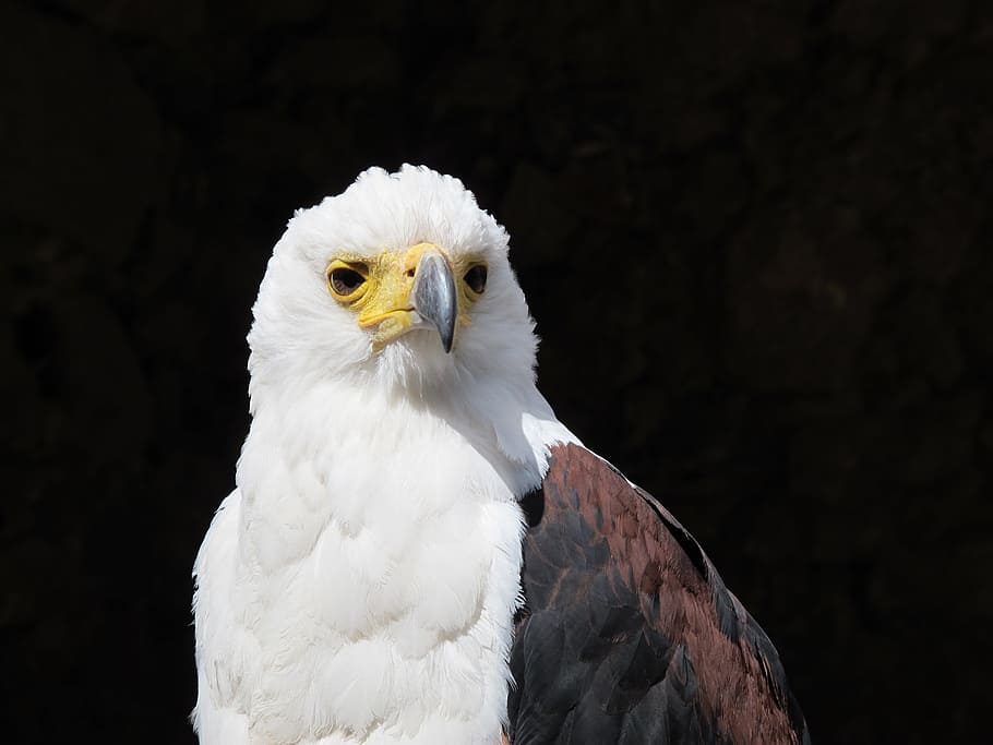 Bald Eagle, American Eagle, Bird, fauna, animal, one animal HD wallpaper