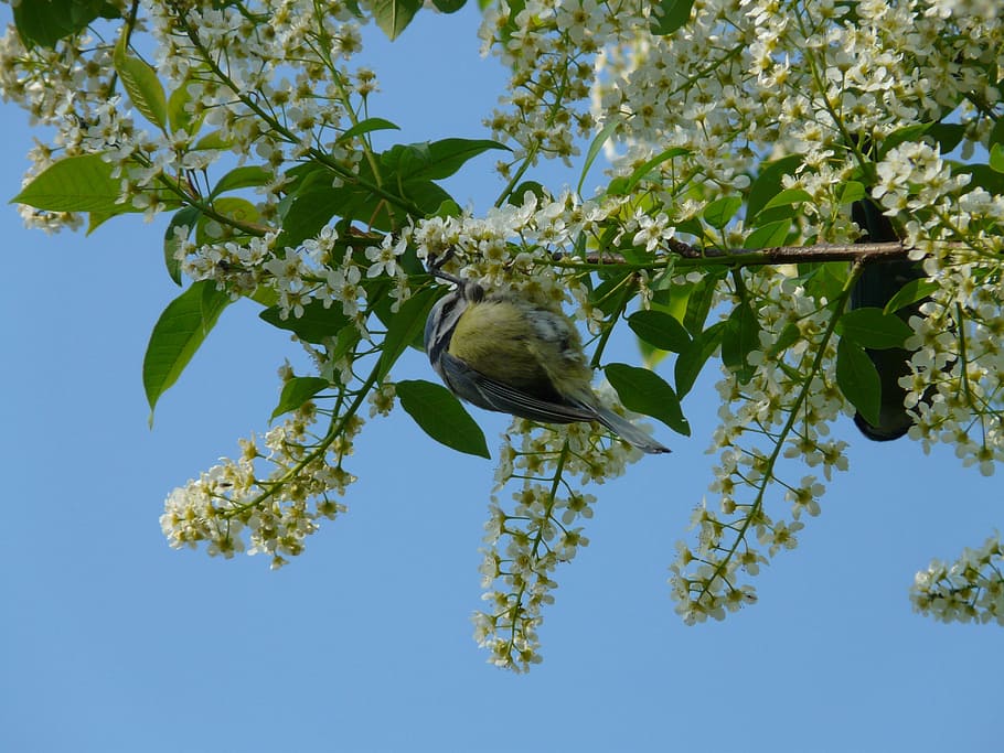 common bird cherry, black cherry, tree, flowers, white, spring HD wallpaper