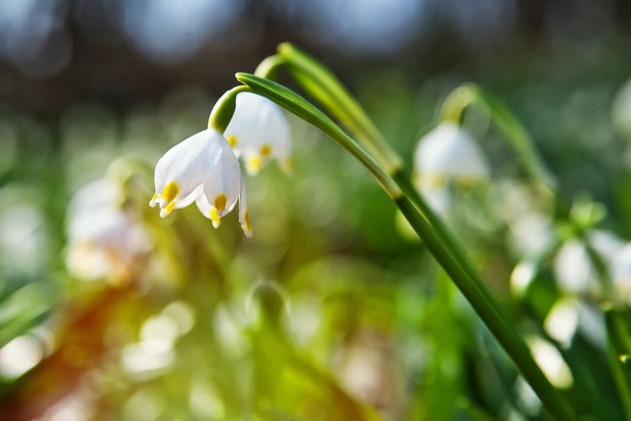 shallow focus photography of white flowers during daytime, spring HD wallpaper