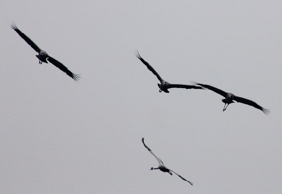 crane, animal, bird, flying, vertebrate, animal wildlife, animal themes HD wallpaper