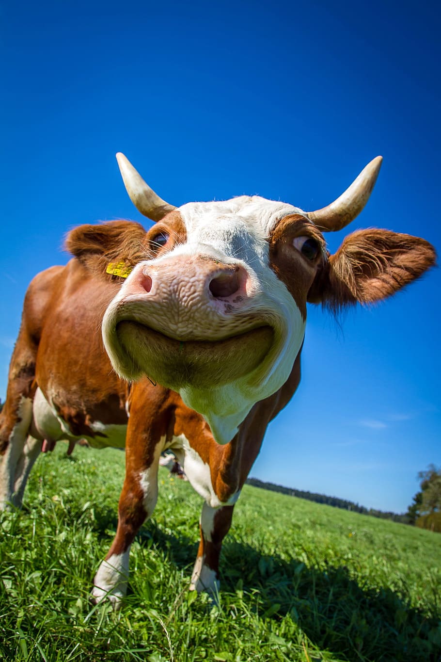 white and brown dairy cattle photo, cow, funny, ruminant, cute