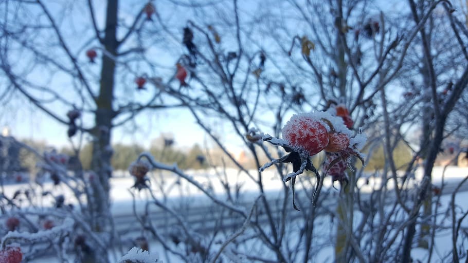 winter, bear, snow, nature, red bear, white, cold, polar, tree HD wallpaper