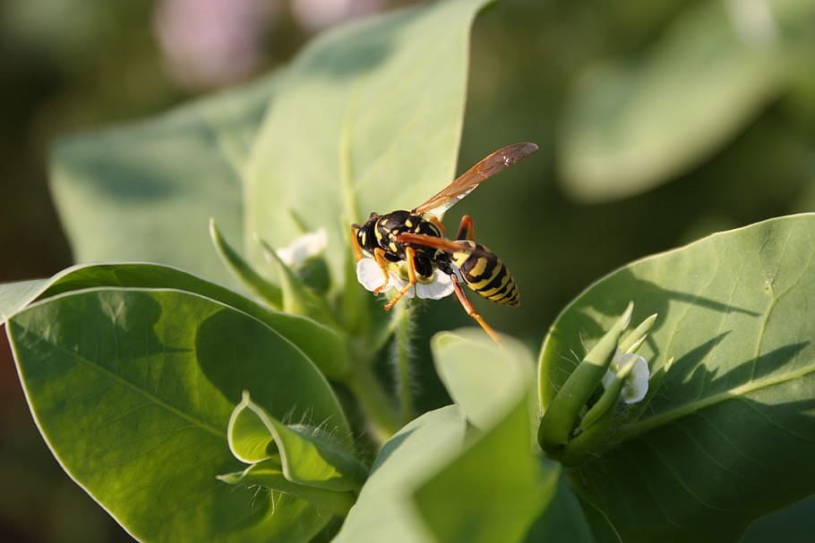wasp, insect, nature, small wasp, bee, animal, close-up, pollination HD wallpaper