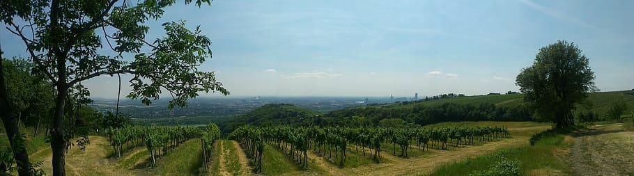 green leafed trees under blue sky, vineyard, vienna, panorama HD wallpaper