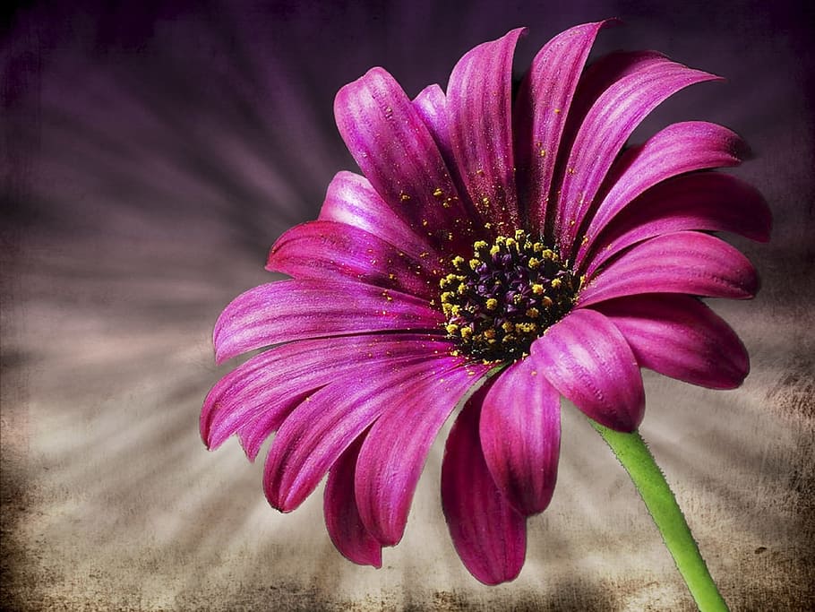 pink oesteospermum flower selective focus photography, close-up photography HD wallpaper
