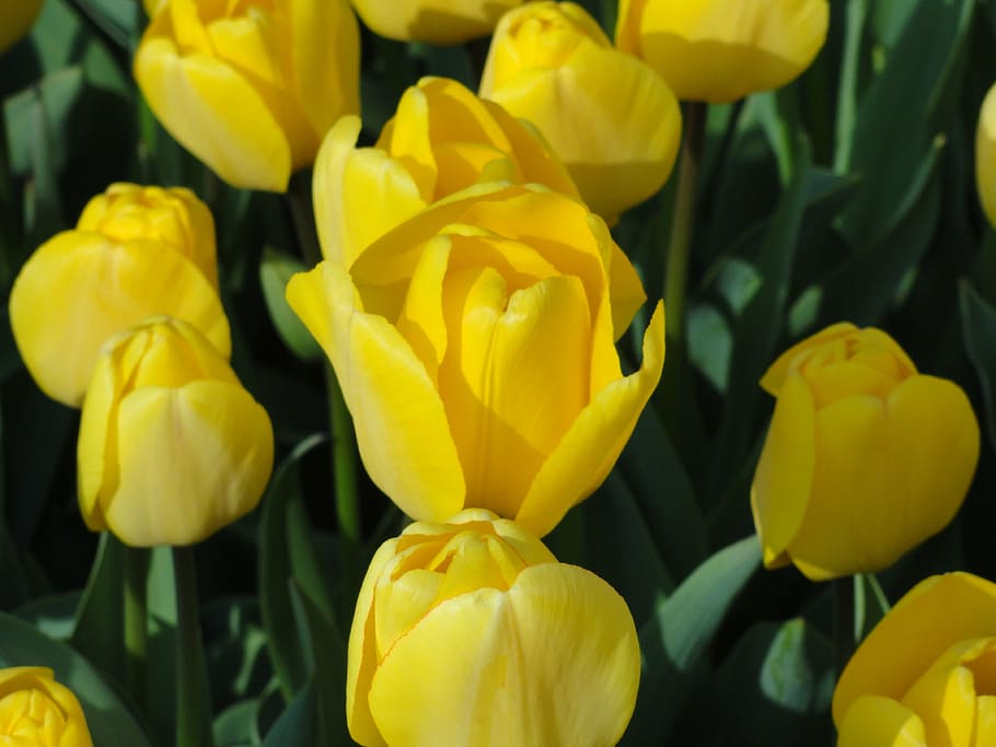 flowers, tulips, yellow, spring, blooms, blossoms, green, plants HD wallpaper