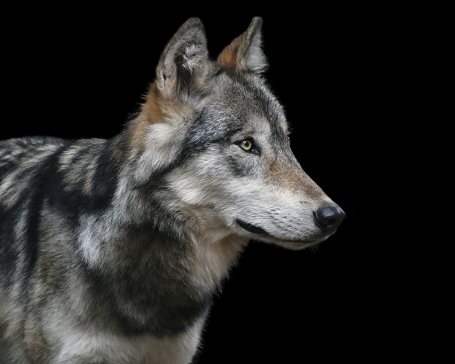 selective focus photography of gray wolf, portrait, black background HD wallpaper