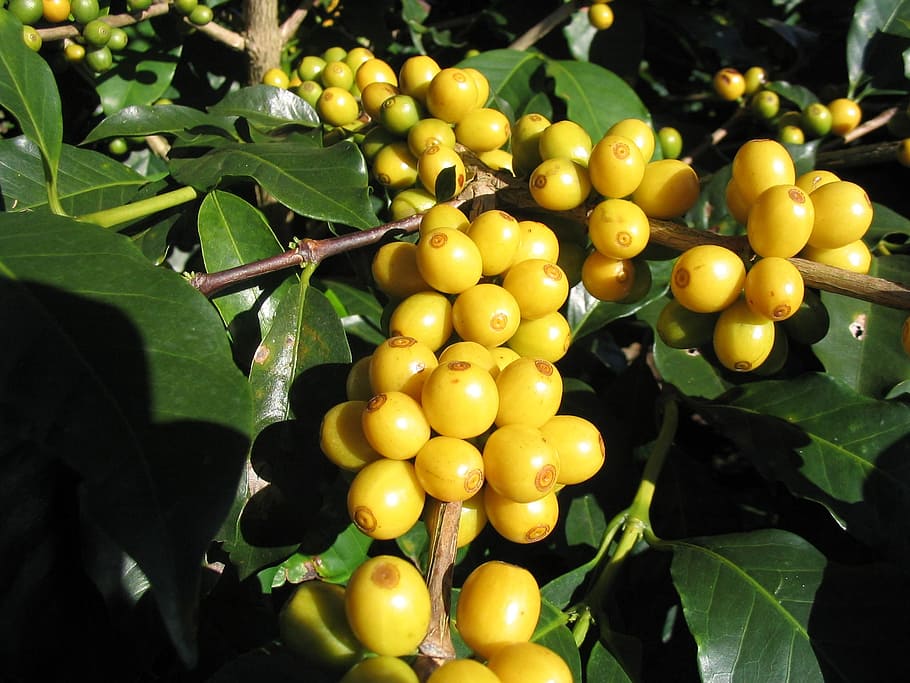 Fruit, Yellow, Coffee, food and drink, leaf, growth, agriculture HD wallpaper