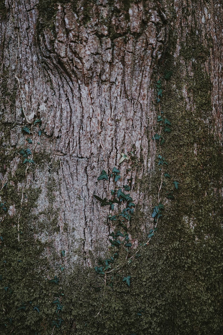 Tree bark texture, green vines on brown tree trunk, ivy, moss HD wallpaper