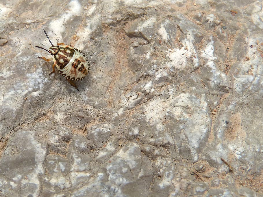 Bug, Rock, Detail, insect, one animal, animal themes, animals in the wild HD wallpaper