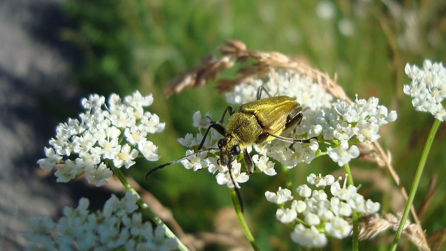 insect, yellow insect, eating, flower, flowering plant, animal themes HD wallpaper