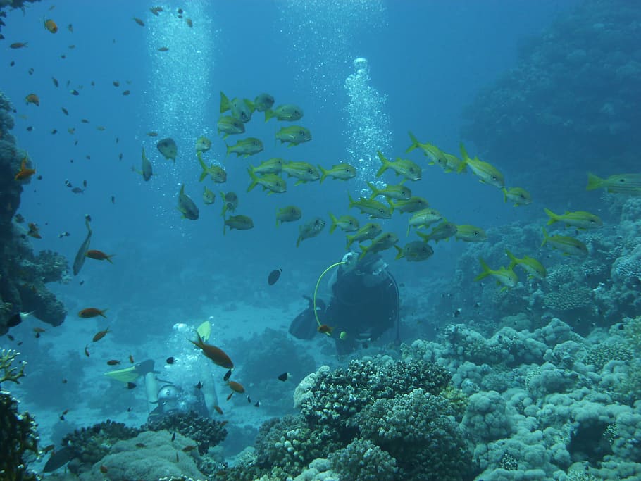 two person scuba diving underwater, divers, reef, coral, sea HD wallpaper