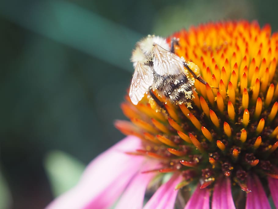 bee, blossom, bloom, hummel, insect, flower, close, nature HD wallpaper