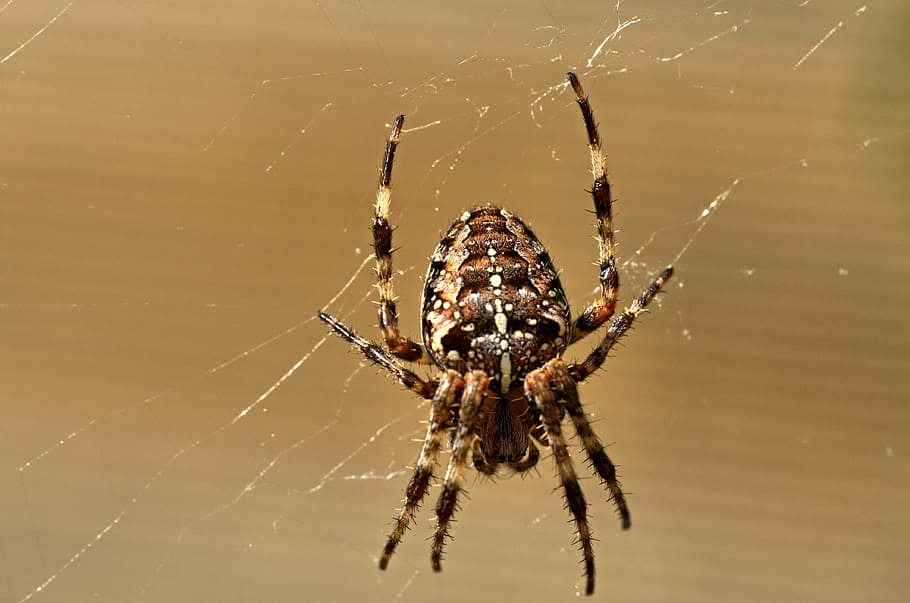 Spider, Insect, Macro, Nature, Cobweb, spider web, one animal HD wallpaper