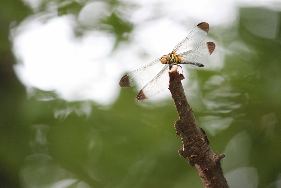 Dragonfly, Bug, Wings, Body, Legs, Head, eyes, stick, nature HD wallpaper