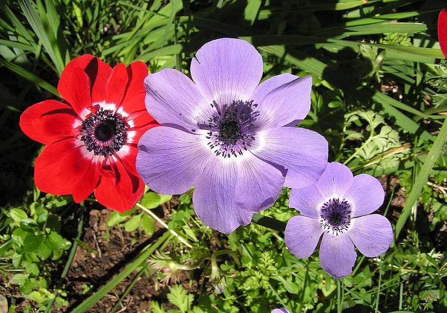 anemone, mixed, colors, flower, flowering plant, freshness HD wallpaper