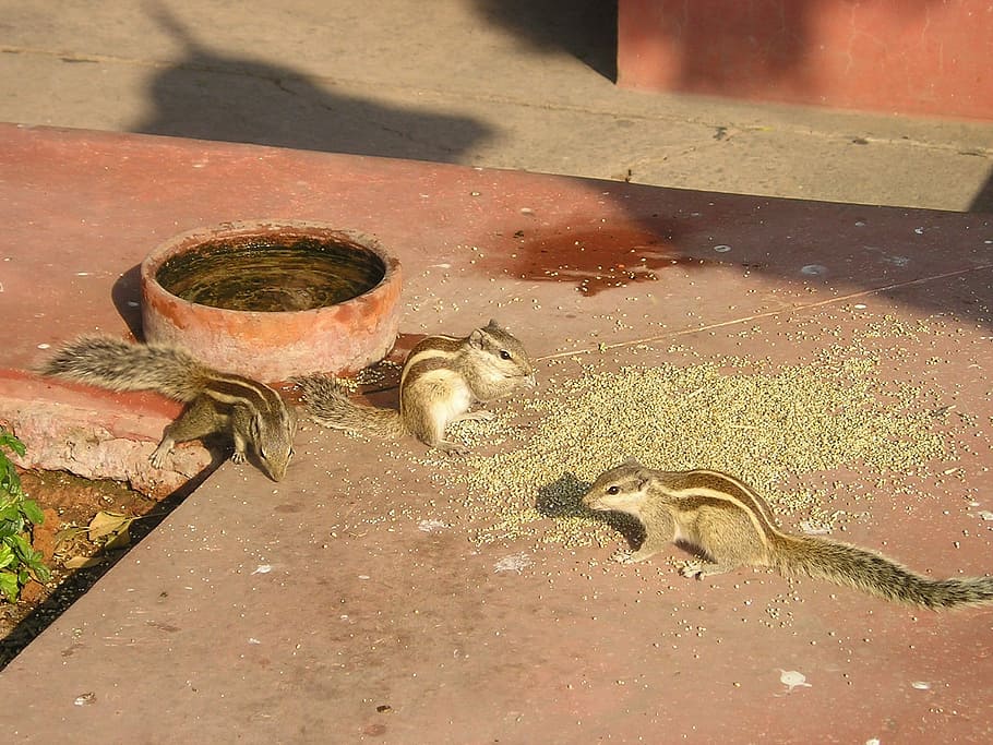 India, Chipmunk, Squirrel, Croissant, cute, animal wildlife HD wallpaper