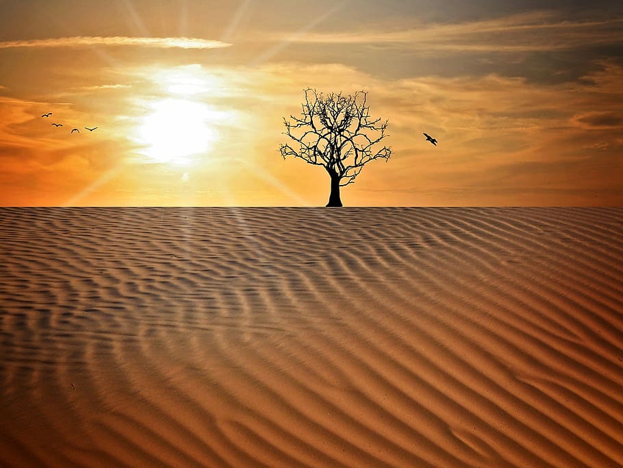silhouette tree on desert illustration, landscape, sand, drought HD wallpaper
