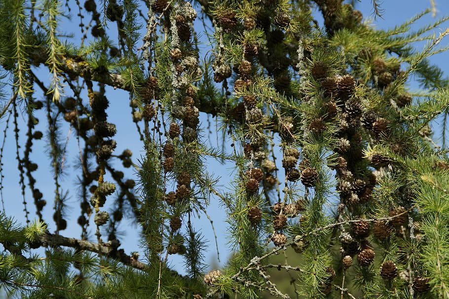 larch, conifer, tree, tap, larch cones, larix, aesthetic, branches HD wallpaper