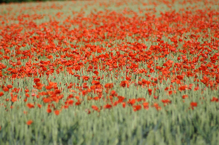poppy, brightly colored, spring, flower, nature, field, garden HD wallpaper