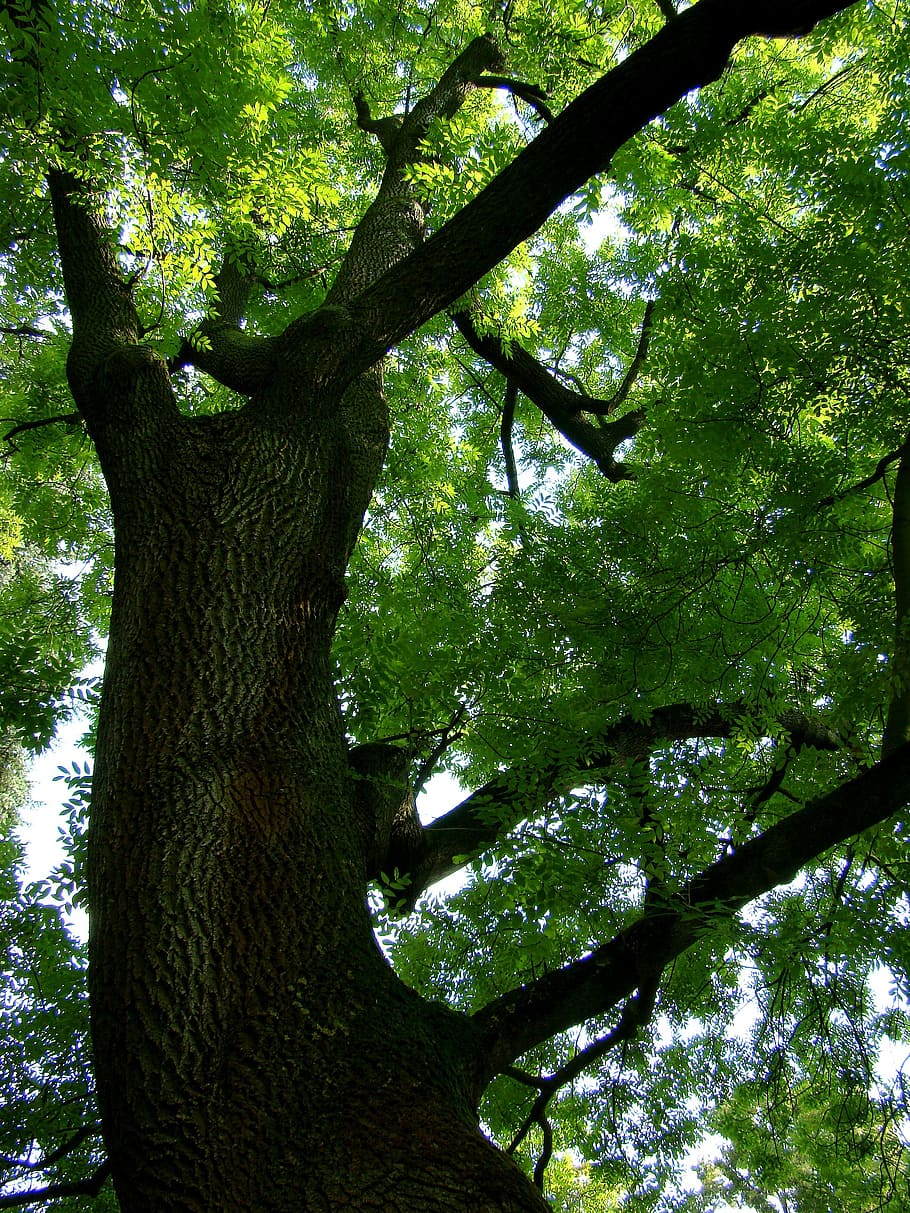 tree, green, summer, trees, leaves, tribe, forest, log, wood HD wallpaper