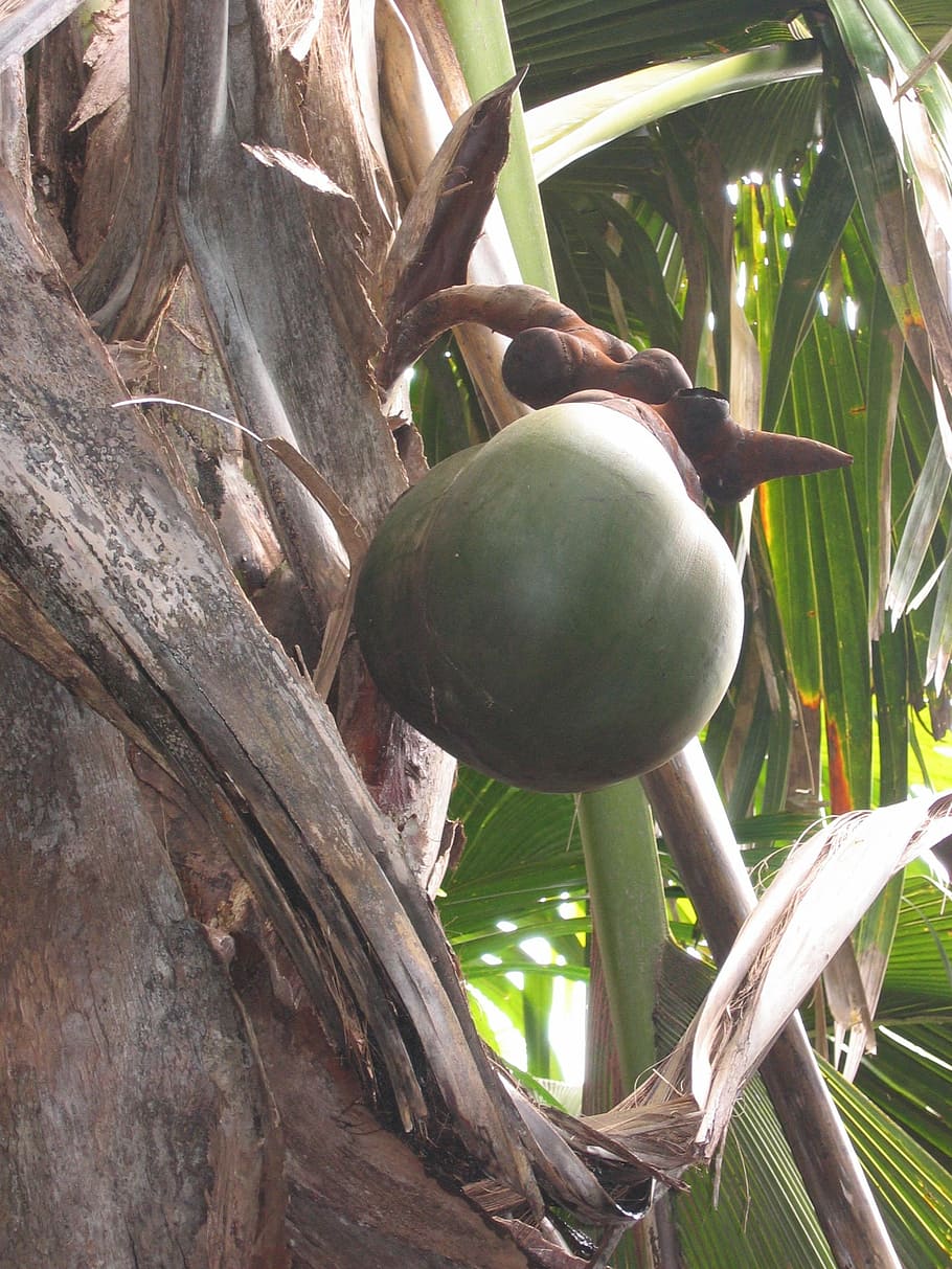 coco de mer, coconut, seychelles, coconut tree, island, exotic, HD wallpaper