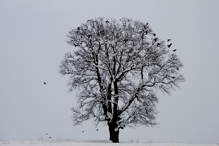 winter, bird, tree, snow, nature, landscape, cold temperature HD wallpaper