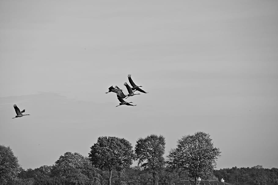 Cranes, Bird Flight, autumn, flying, animals in the wild, animal wildlife HD wallpaper
