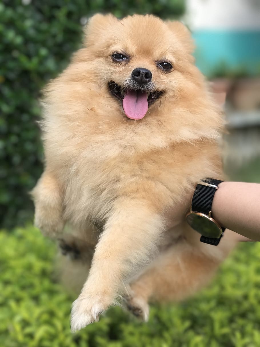 dog, cute, fluffy, one animal, mammal, domestic, pets, canine HD wallpaper