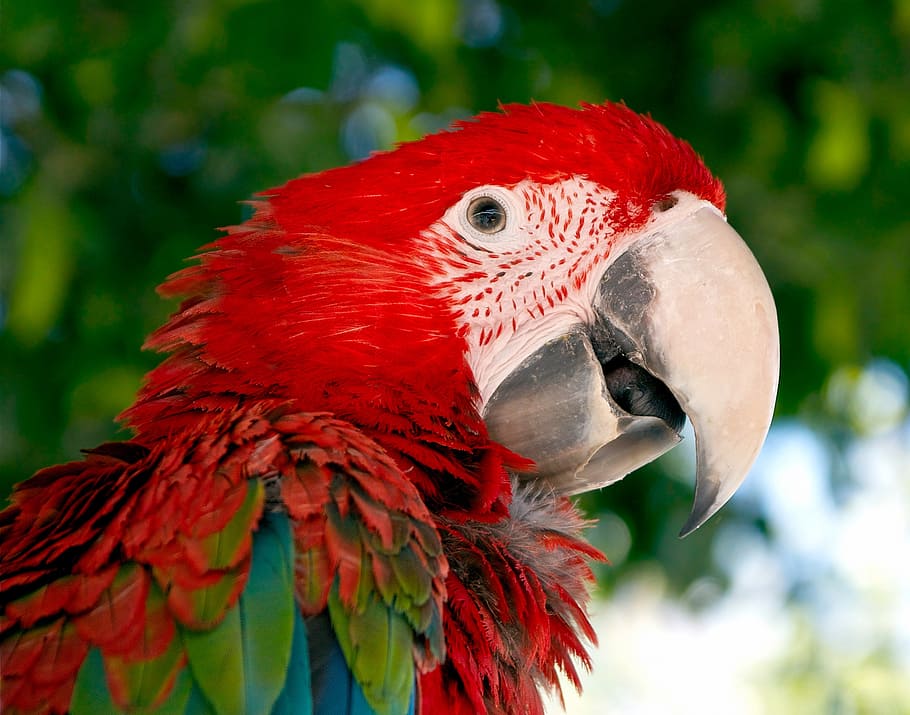 close-up photography of blue and red macaw, parrot, bird, green HD wallpaper