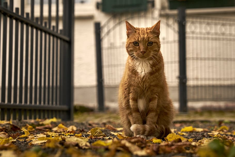 selective focus photography of brown cat sitting near brown fence, HD wallpaper